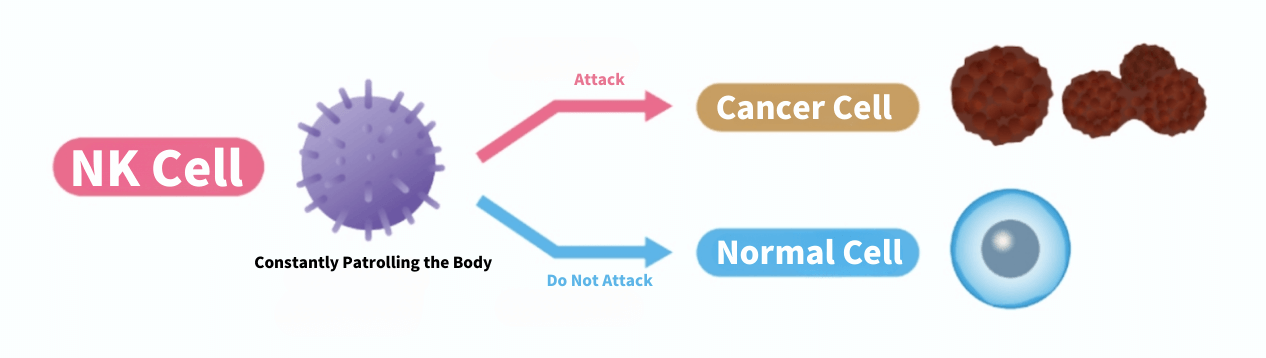What are NK cells